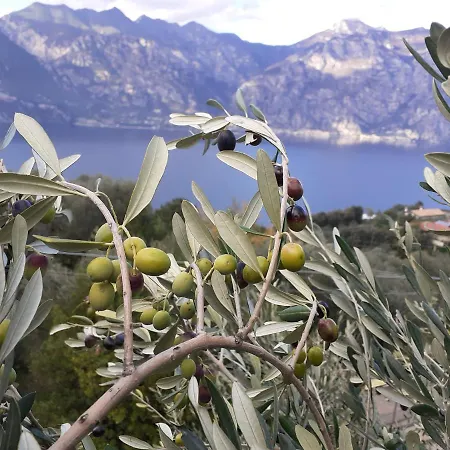 Leccino * Malcesine